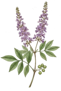 Ayaya Bitkisel Hayıt Tentürü