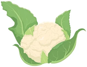 Ayaya Karnabahar Yaprağı Tentürü