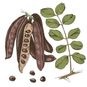 Ayaya Keçiboynuzu Tentürü