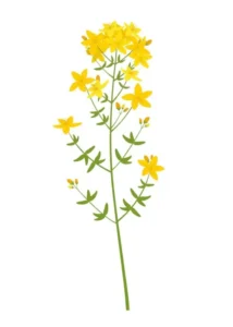 Ayaya Sarı Kantaron Tentürü