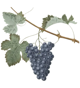 Ayaya Üzüm Çekirdeği Tentürü