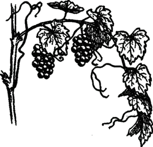 Ayaya Üzüm Çekirdeği Tentürü