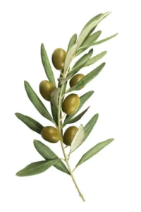 Ayaya Zeytin Yaprağı Tentürü