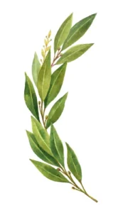 Ayaya Zeytin Yaprağı Tentürü